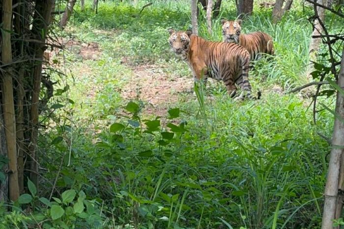 Prestige Group Adopts Two Tiger Cubs at Bannerghatta Biological Park, Strengthens Commitment to Biodiversity